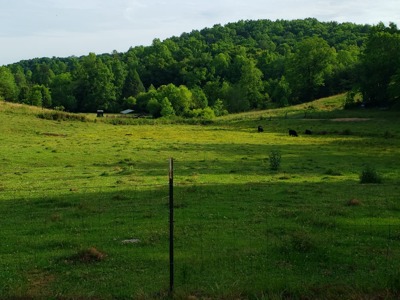 Green Field